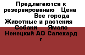 Предлагаются к резервированию › Цена ­ 16 000 - Все города Животные и растения » Собаки   . Ямало-Ненецкий АО,Салехард г.